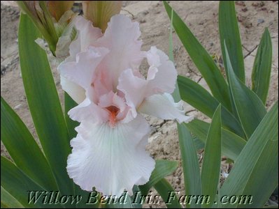Pink Taffeta
